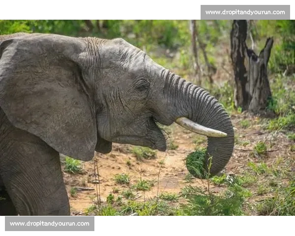 《在背诵比赛中,我体会到语言的力量与自信的提升》 《在背诵比赛中,我体会到语言的力量与自信的提升》